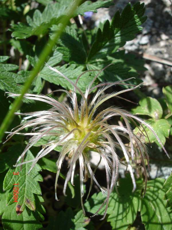 Image of Atragene sibirica specimen.