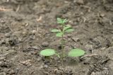 Galium aparine. Ювенильное растение. Краснодарский край, Кущёвский р-н, станица Шкуринская, сорное в палисаднике. 8 сентября 2015 г.
