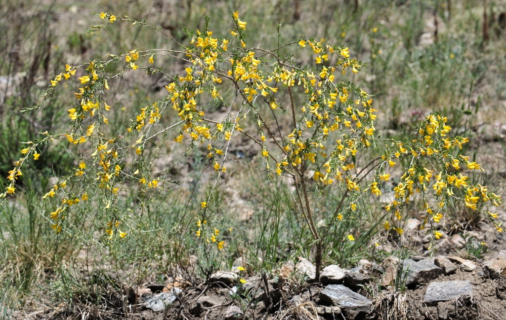 Image of Caragana pygmaea specimen.