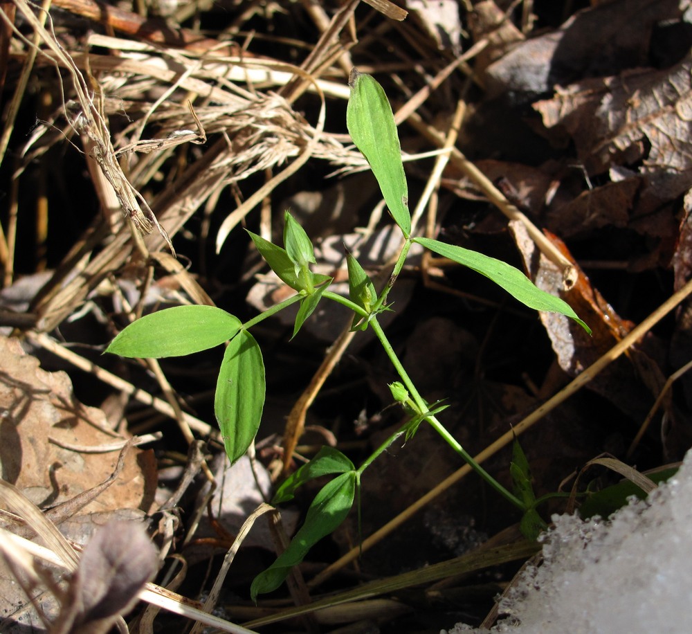 Изображение особи Lathyrus pratensis.