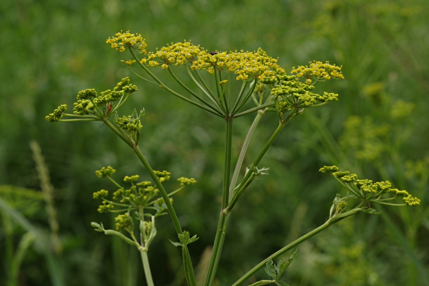 Image of Pastinaca sativa specimen.