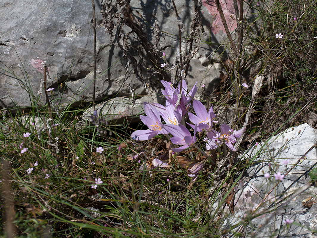 Image of Colchicum autumnale specimen.