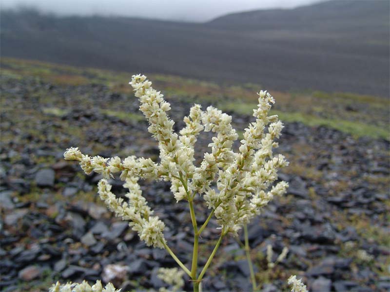 Image of Aconogonon panjutinii specimen.