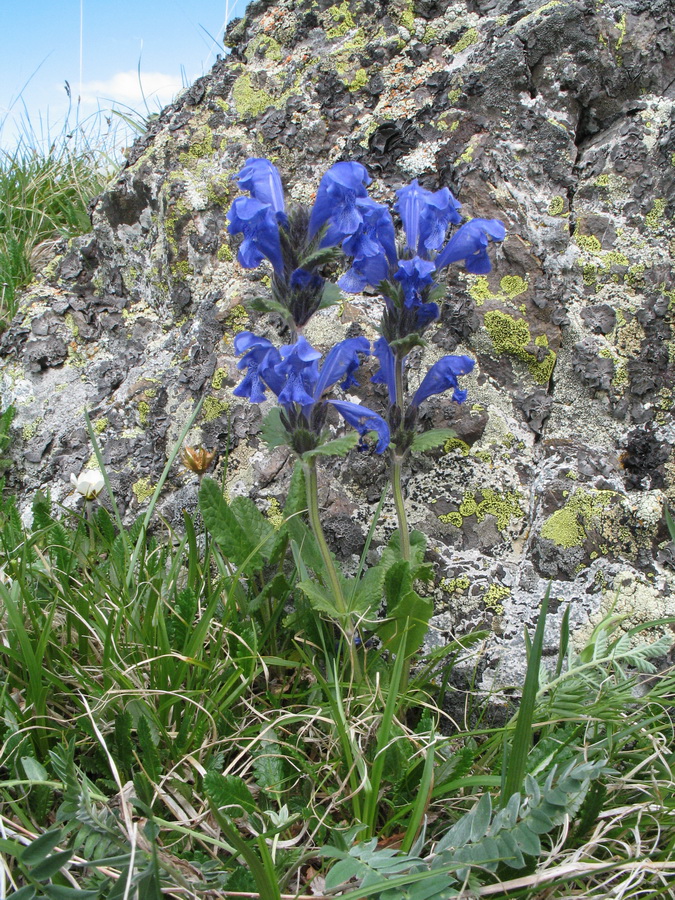 Изображение особи Dracocephalum grandiflorum.