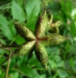 Dictamnus caucasicus. Незрелый плод. Краснодарский край, Сочи, окр. Мацесты, Орлиные скалы. 05.07.2015.