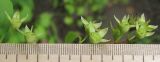 Philadelphus caucasicus