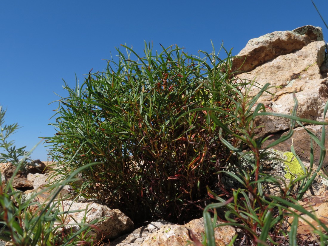 Изображение особи Aconogonon angustifolium.