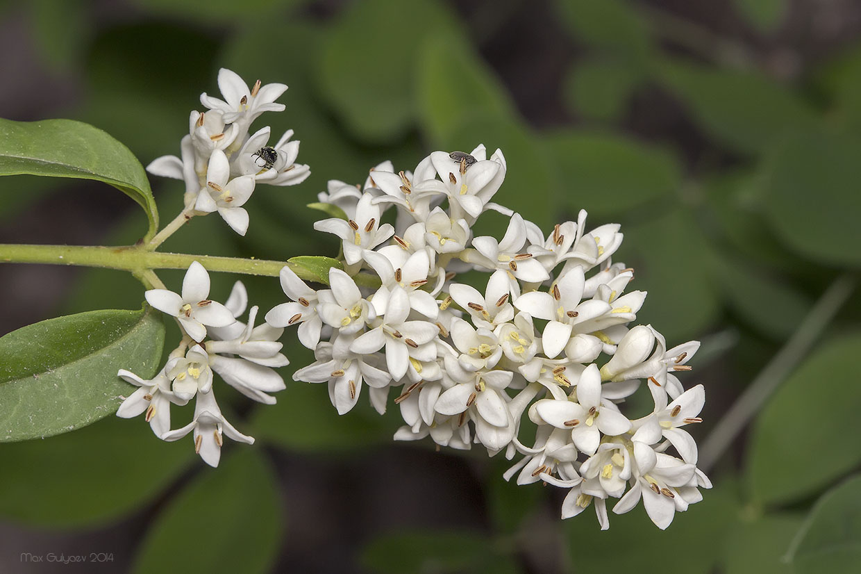 Изображение особи Ligustrum vulgare.