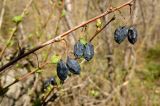 Berberis sphaerocarpa