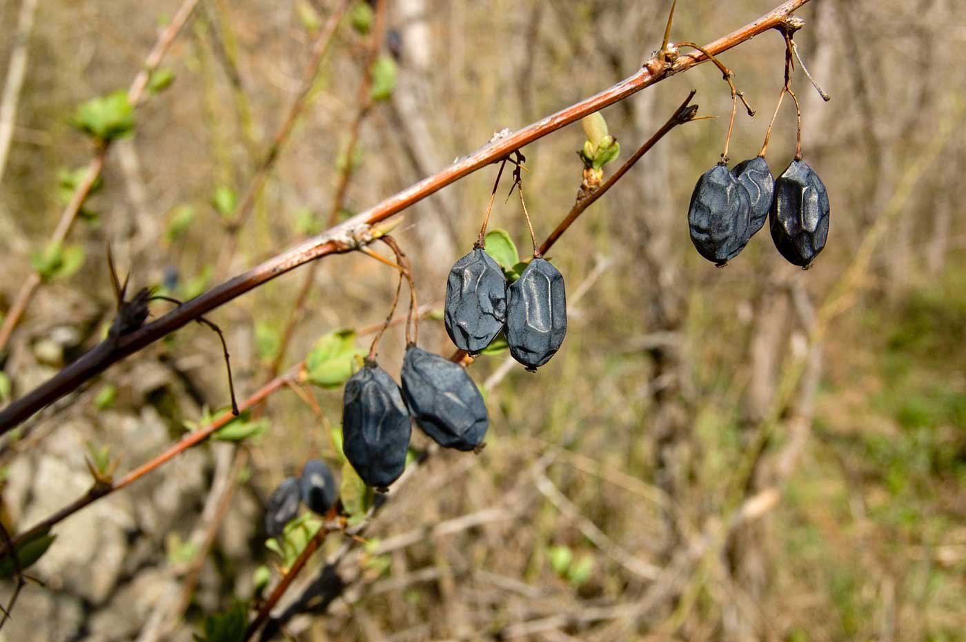 Image of Berberis sphaerocarpa specimen.