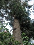 Araucaria bidwillii