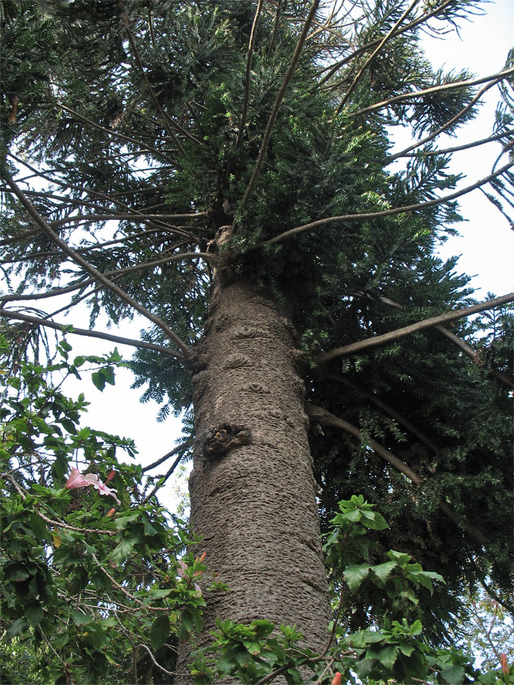 Изображение особи Araucaria bidwillii.