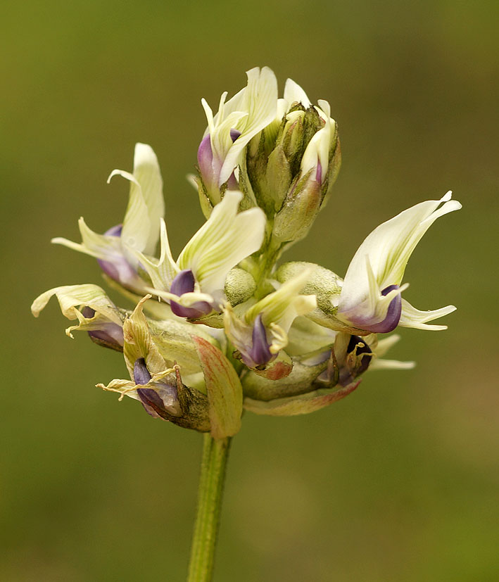 Image of Astragalus laceratus specimen.