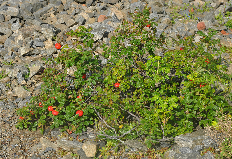 Изображение особи Rosa rugosa.