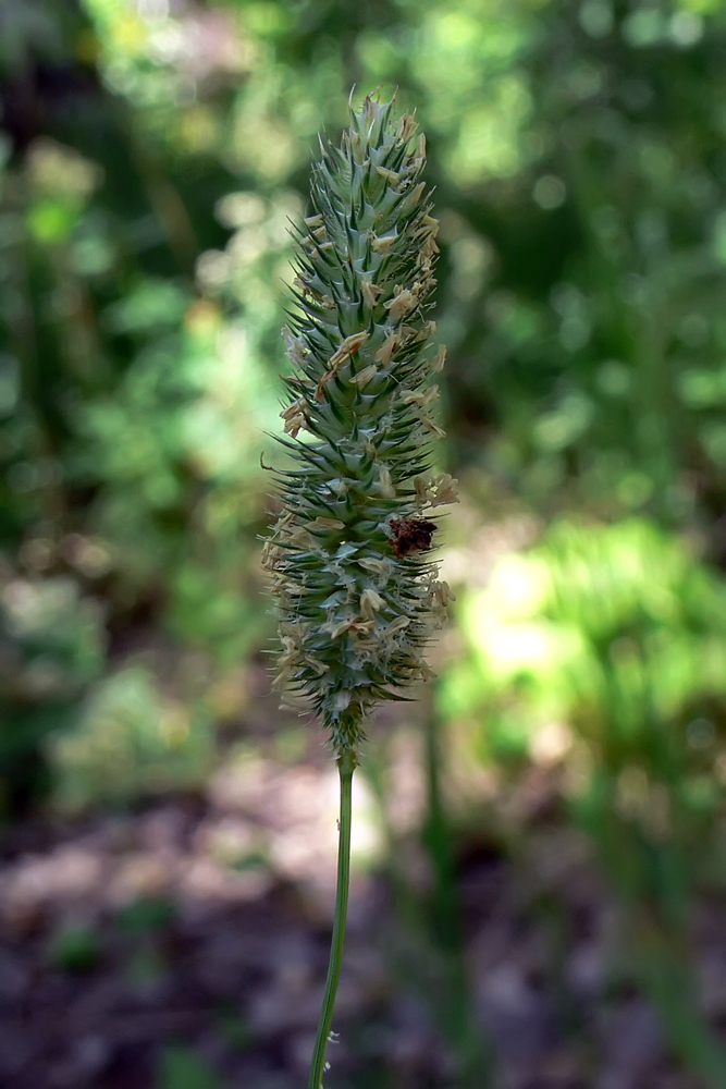 Изображение особи Phleum pratense.