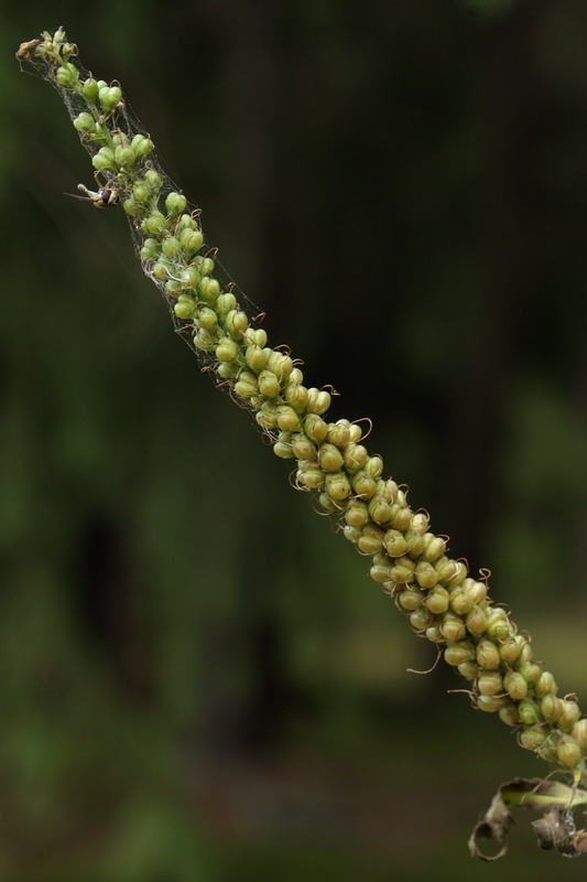 Изображение особи Veronica longifolia.