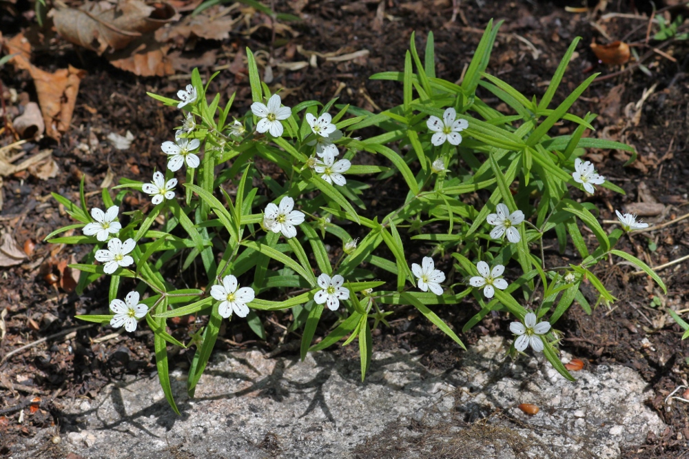 Изображение особи Pseudostellaria rigida.