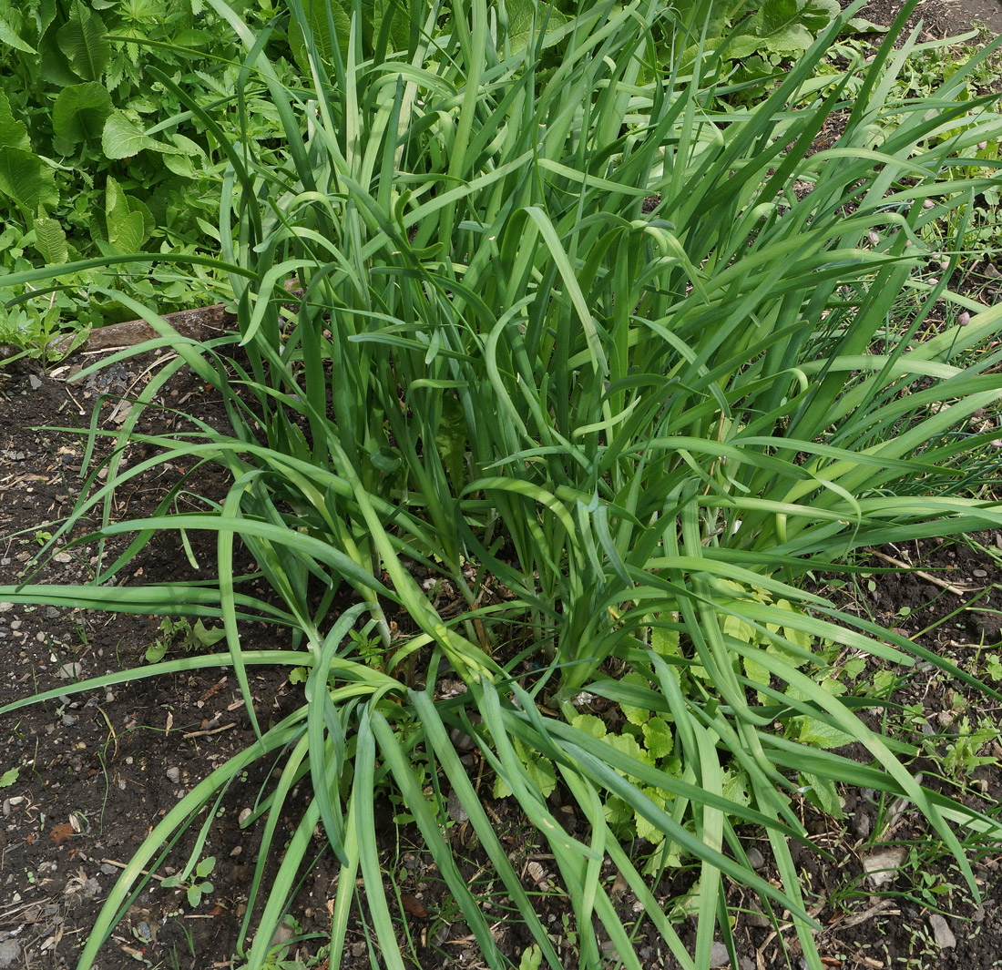 Изображение особи Allium ramosum.