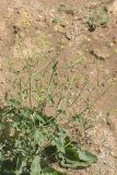Rapistrum rugosum