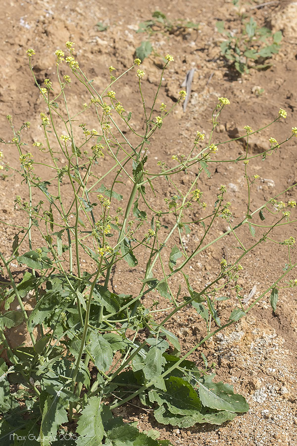 Изображение особи Rapistrum rugosum.