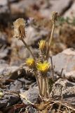 Taraxacum turcomanicum