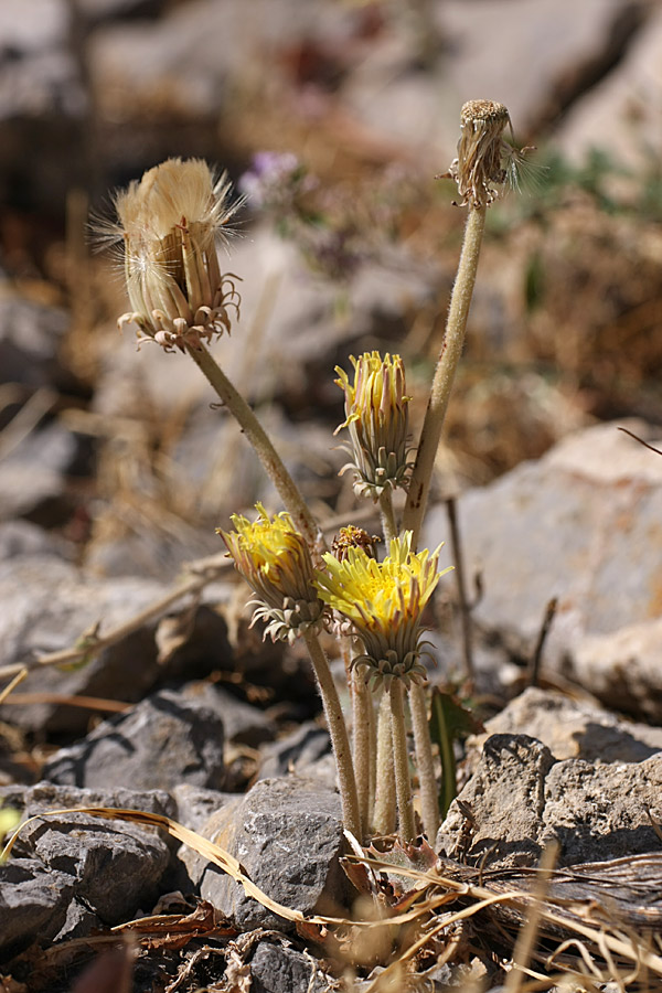 Image of Taraxacum turcomanicum specimen.