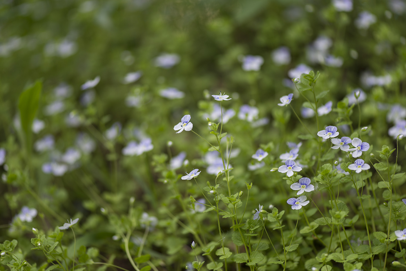 Изображение особи Veronica filiformis.