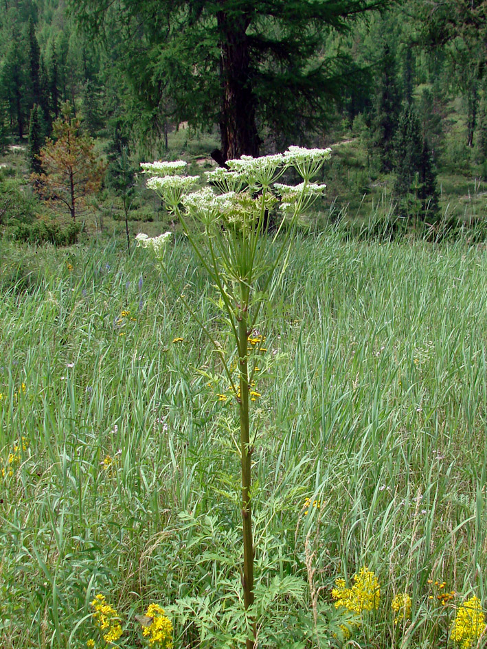 Изображение особи Pleurospermum uralense.