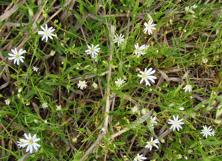 Image of Stellaria graminea specimen.