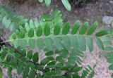 Gleditsia triacanthos. Лист (вид сверху). Абхазия, Гудаутский р-н, г. Новый Афон, набережная. 18 августа 2009 г.