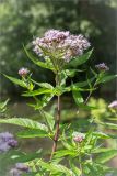 Eupatorium cannabinum. Верхушка цветущего растения. Ленинградская обл., Ломоносовский р-н, долина р. Шингарка, берег ручья. 09.08.2015.