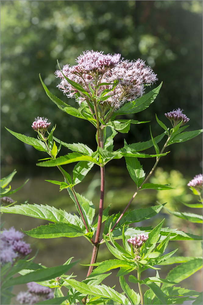 Image of Eupatorium cannabinum specimen.