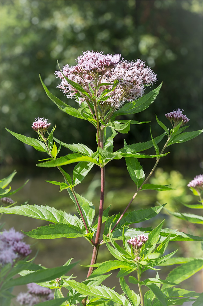 Изображение особи Eupatorium cannabinum.