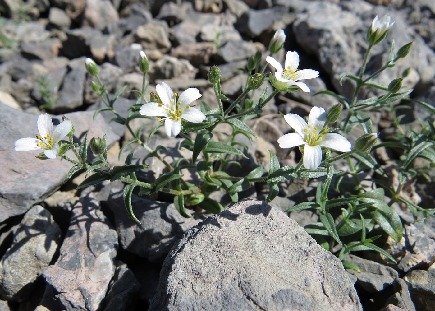 Image of Mesostemma karatavicum specimen.