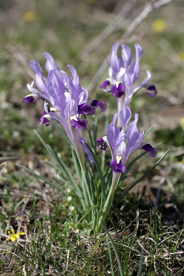 Изображение особи Iridodictyum kolpakowskianum.