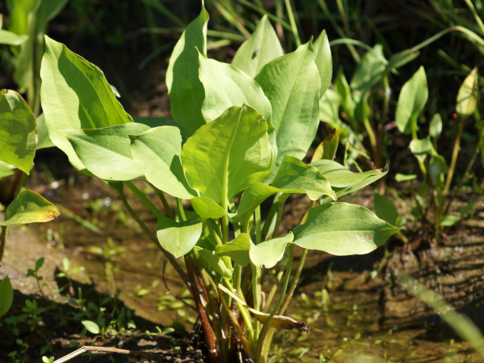 Image of Alisma plantago-aquatica specimen.
