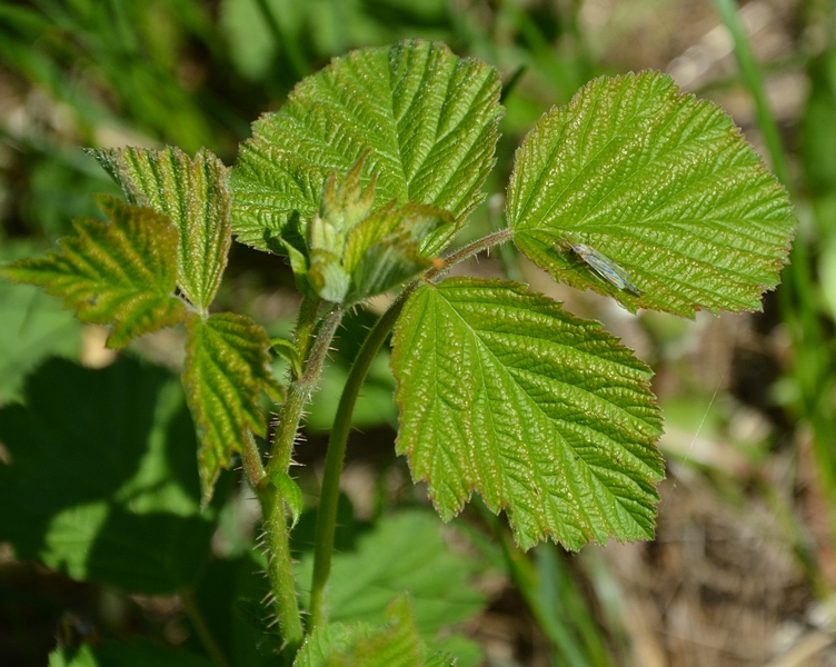 Изображение особи Rubus caesius.