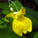 Impatiens noli-tangere