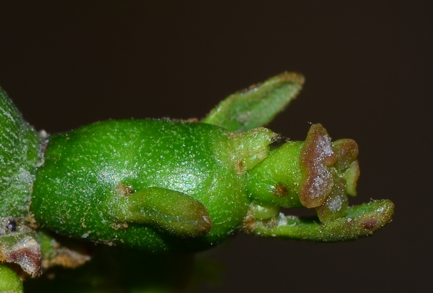 Изображение особи Euphorbia tirucalli.