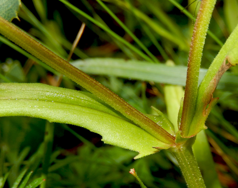 Изображение особи Valerianella dentata.