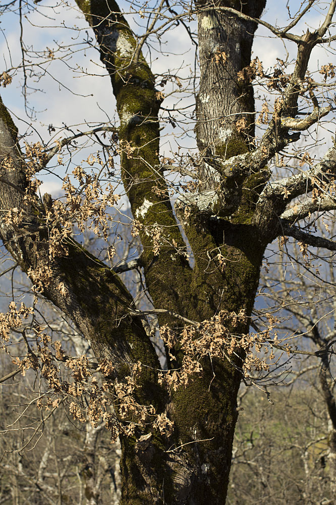 Image of Quercus frainetto specimen.