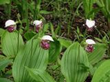 Cypripedium guttatum