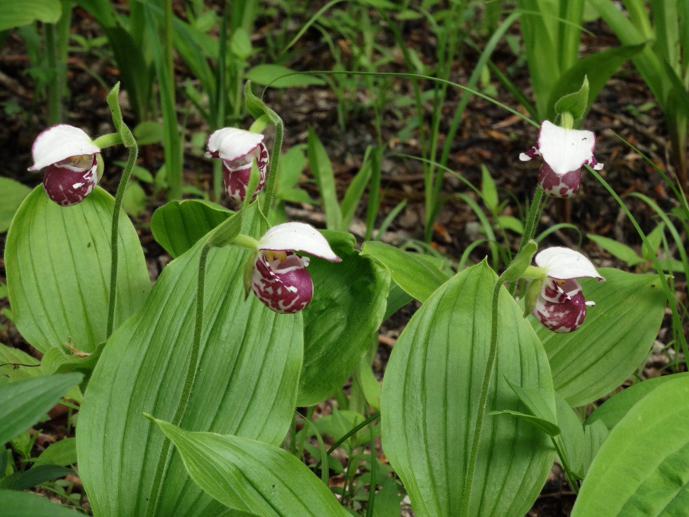 Изображение особи Cypripedium guttatum.