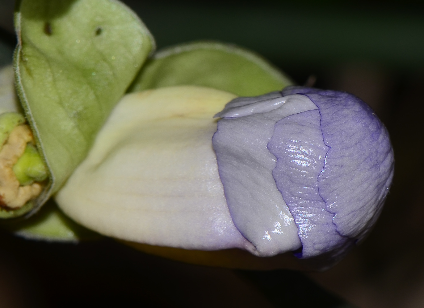 Изображение особи Thunbergia laurifolia.