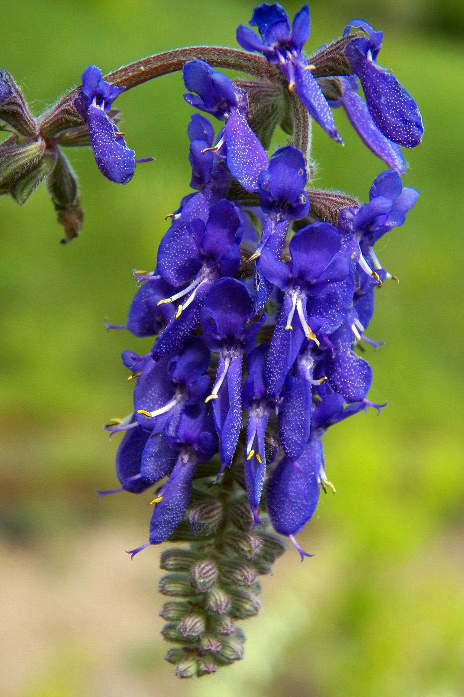 Image of Salvia nutans specimen.