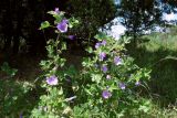 Malva sylvestris