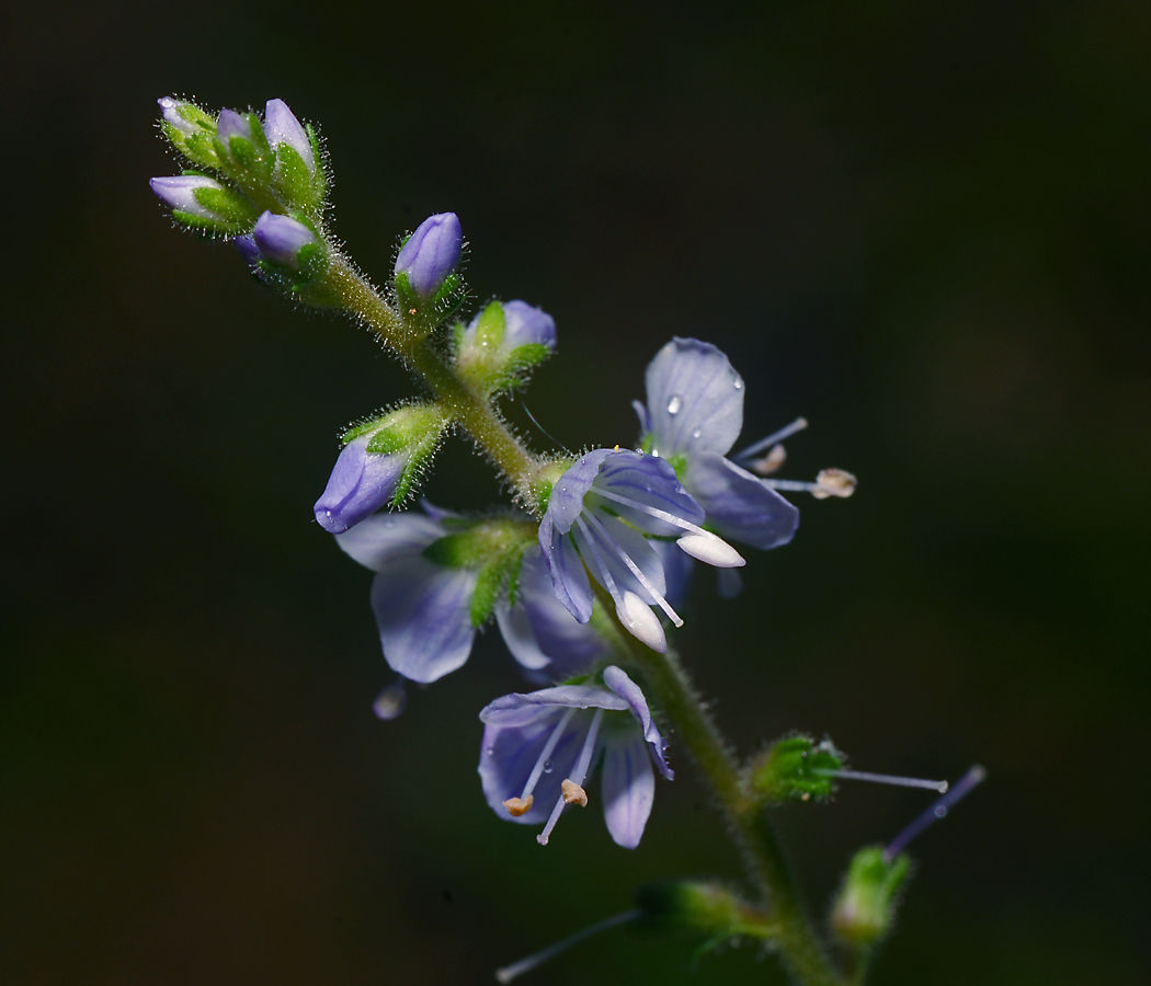 Image of Veronica officinalis specimen.