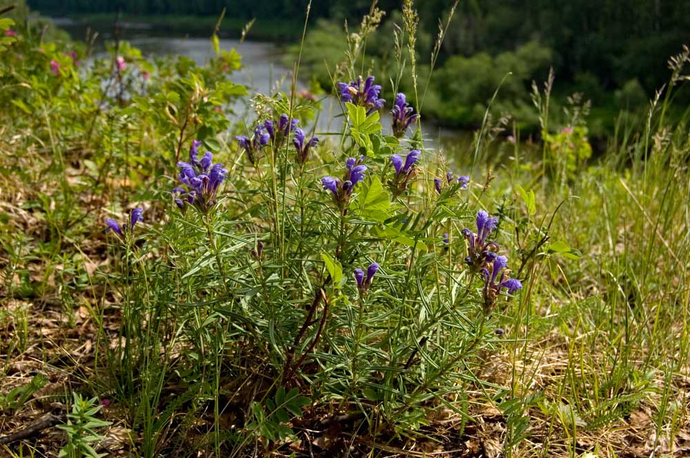 Изображение особи Dracocephalum ruyschiana.