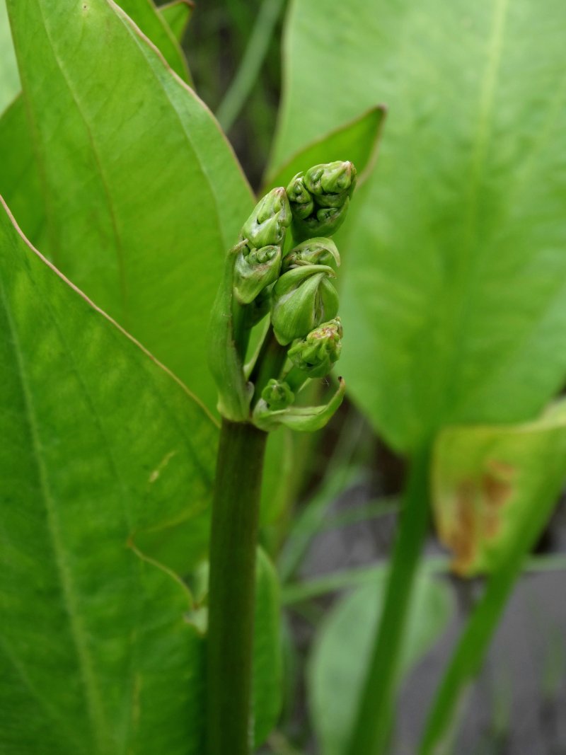 Image of Alisma plantago-aquatica specimen.