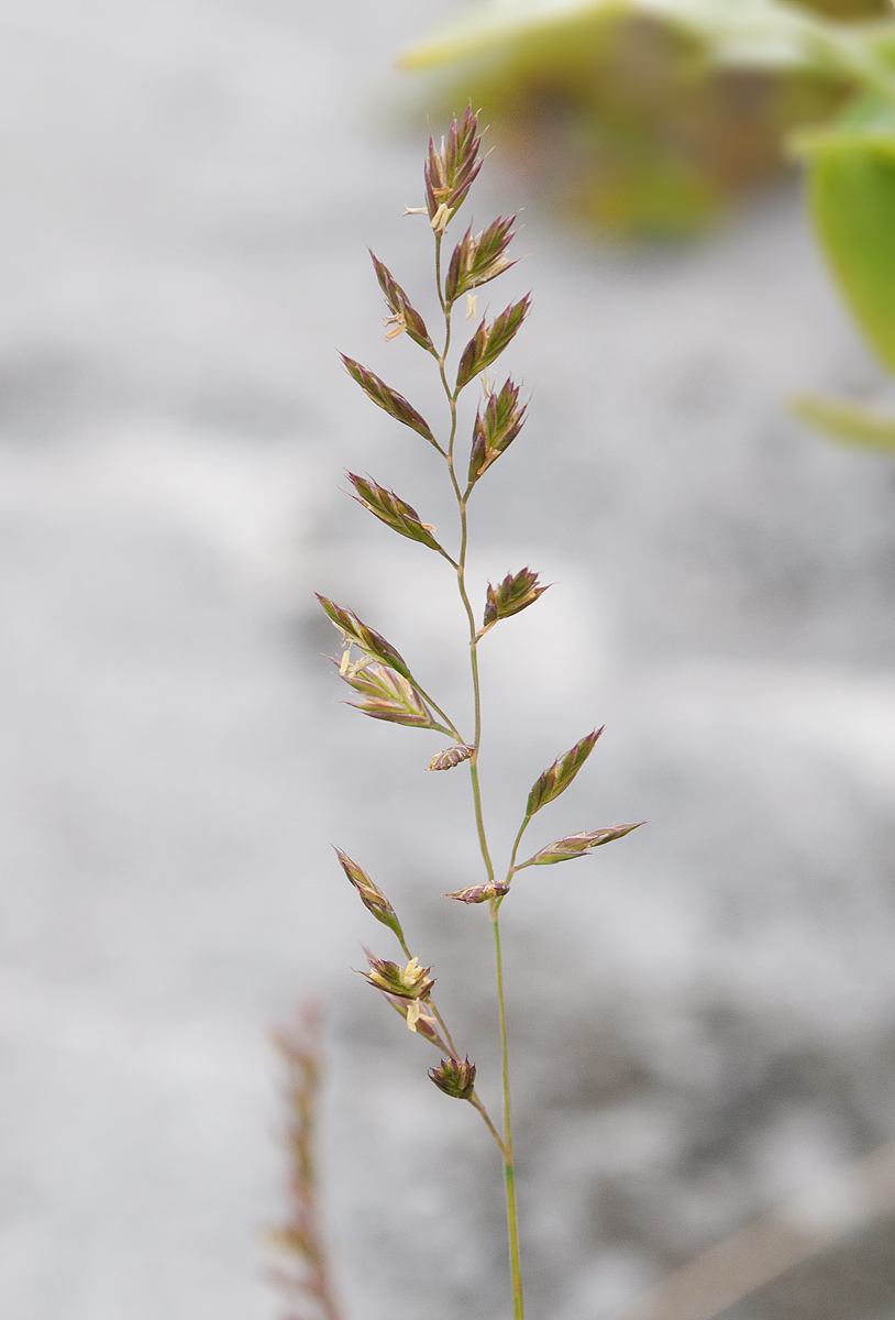 Image of Festuca ovina specimen.